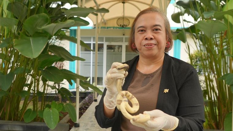 La doctora Tri Haharani es llamada la "Reina de las serpientes".