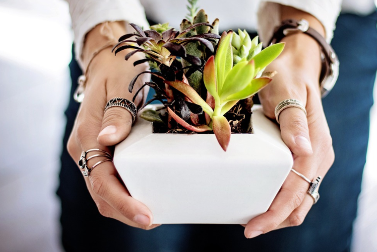 Estos son los secretos para cuidar tu jardín y esta increíble suculenta. Foto: Pixabay - pixabay.com