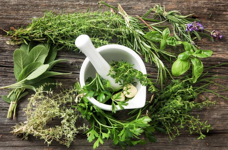 Las plantas que coadyuvan en la salud de la mujer. Foto: Archivo