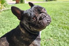 La raza Bulldog Francés no se caracteriza por su agresividad Foto: gentileza