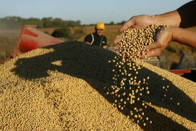 MDZol | Según los rumores que manejan los productores, el Gobierno estaría pensando en subir entre un 35 y 40 por ciento las retenciones fijas a la soja. Foto: efe