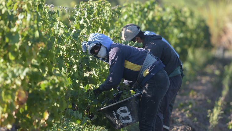 Productores ya acordaron cuánto cobrarán la uva esta temporada 2025. Foto: Walter Moreno/Mdz