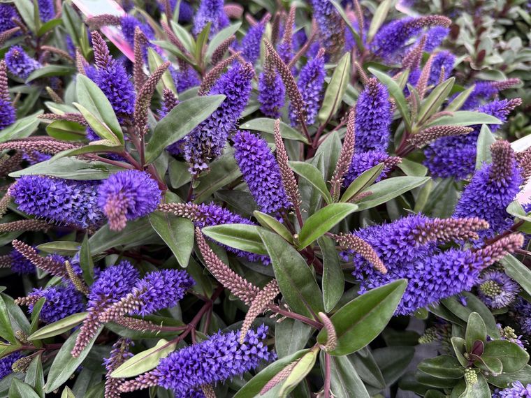 Esta planta es perfecta para tenerla en el jardín.