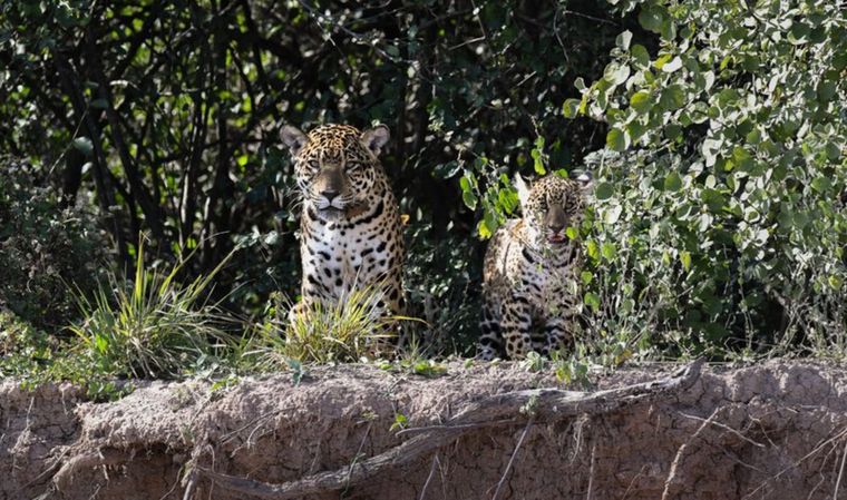 El yaguareté vuelve a rugir en El Impenetrable: avistan una hembra con su cría en el Chaco.