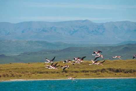 El bello paisaje de Laguna Llancanelo con aves migratoras. El bello paisaje de Laguna Llancanelo con aves migratoras.