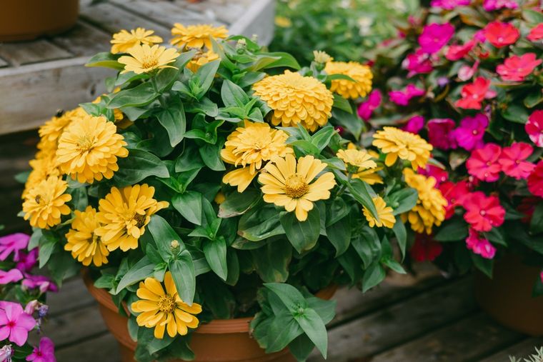 La planta que es fácil de cuidar y decora el blacón.