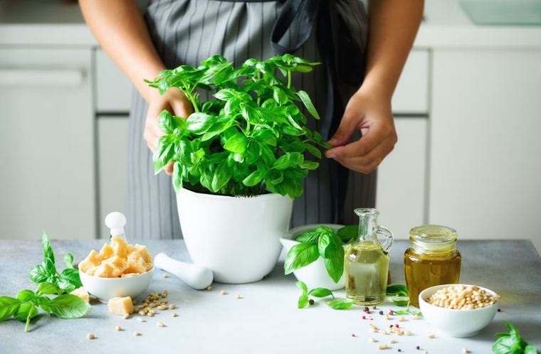 Para prolongar la albahaca, retira las flores tan pronto como aparezcan. Foto: Archivo Para prolongar la albahaca, retira las flores tan pronto como aparezcan. Foto: Archivo