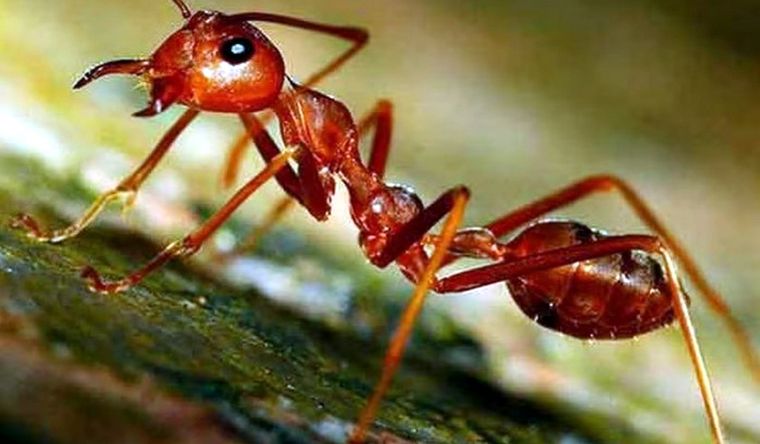 Las hormigas pueden destruir una planta por completo Foto: Efe.