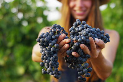 MDZol | La bodega ofrece experiencias de guía a sus visitantes Foto: Freepik