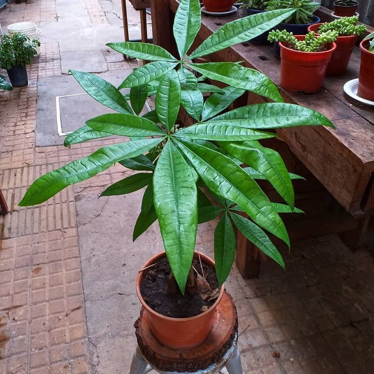 Estas plantas son de fácil cuidado.