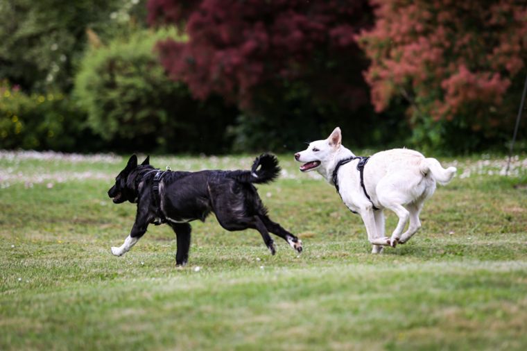 Dos perros pueden convivir en armonía si se establecen rutinas claras. Foto: Shutterstock