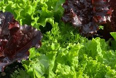 La lechuga es uno de los vegetales más preferidos para cultivar en casa.. Crédito de la imagen: &nbsp;Becky Searle