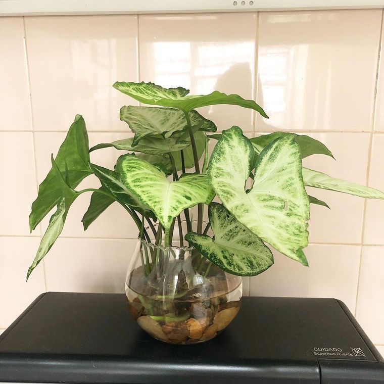 Plantas para el agua.