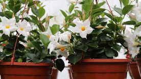 Las plantas que cambian jardines y se pueden plantar en otoño.&nbsp;