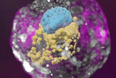Un modelo de embrión humano derivado de células madre. Las células azules corresponden al embrión, las amarillas al saco vitelino y las rosadas a la placenta. Foto: INSTITUTO WEIZMANN
