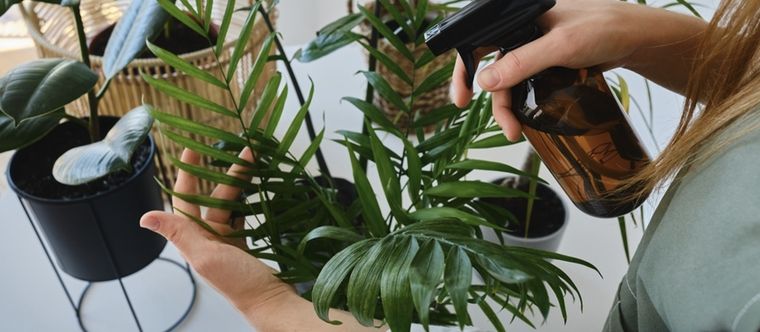 Puedes realizar la limpieza de las hojas al menos dos veces al mes Foto: Shutterstock