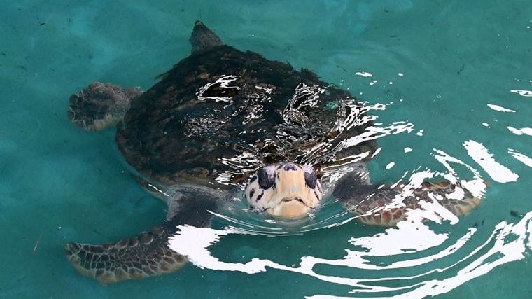 El tortugo Jorge durante su entrenamiento en Mar del Plata. Foto: Télam