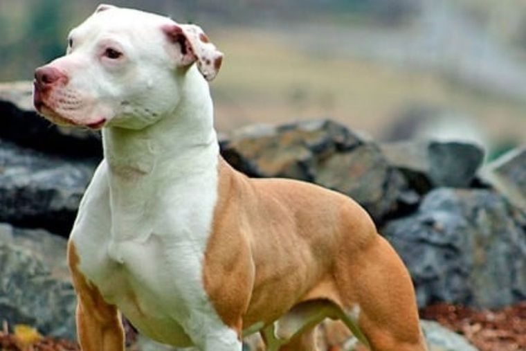 PERRO Foto: Soyunperro