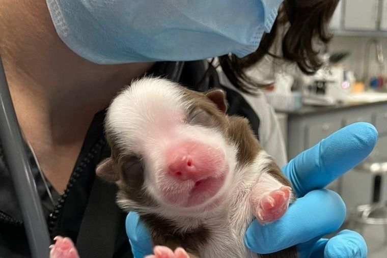 Skipper, la cachorra de seis patas Foto: Facebook Neel Veterinary Hospital
