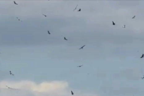 video: el impactante avistaje de mas de 90 condores en mendoza video: el impactante avistaje de mas de 90 condores en mendoza