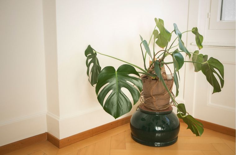 Cómo cuidar en casa una monstera Foto: Shutterstock