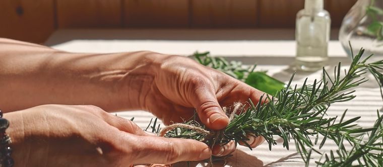 Aprende a realizar esquejes de romero para su reproducción Foto: Shutterstock