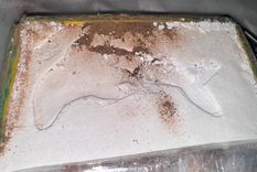 El logo del delfín en la cocaína, emblema de una de las bandas narcos con más peso en la historia del país, volvió a aparecer en nuevos operativos. El logo del delfín en la cocaína, emblema de una de las bandas narcos con más peso en la historia del país, volvió a aparecer en nuevos operativos.