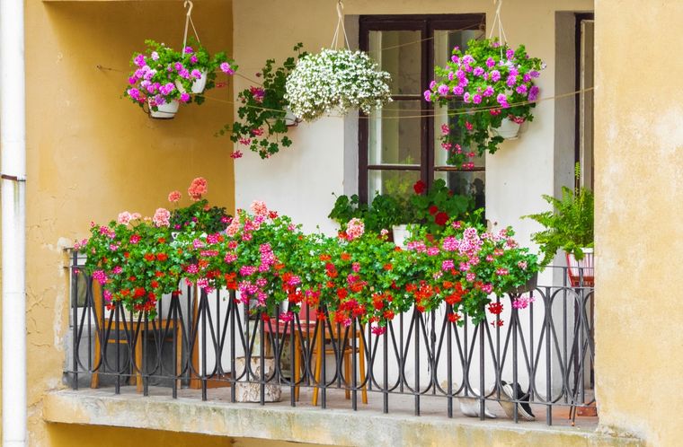 Jardín Plantas para el balcón Foto: Shutterstock
