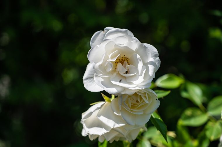 El especialista en plantas describió una serie de plantas que nos pueden servir para armar nuestro cantero para alentar a la Selección Foto: Freepik