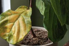 Si las hojas de tus plantas del jardín lucen amarillas, probablemente sea por deficiencia de hierro y otros nutrientes.