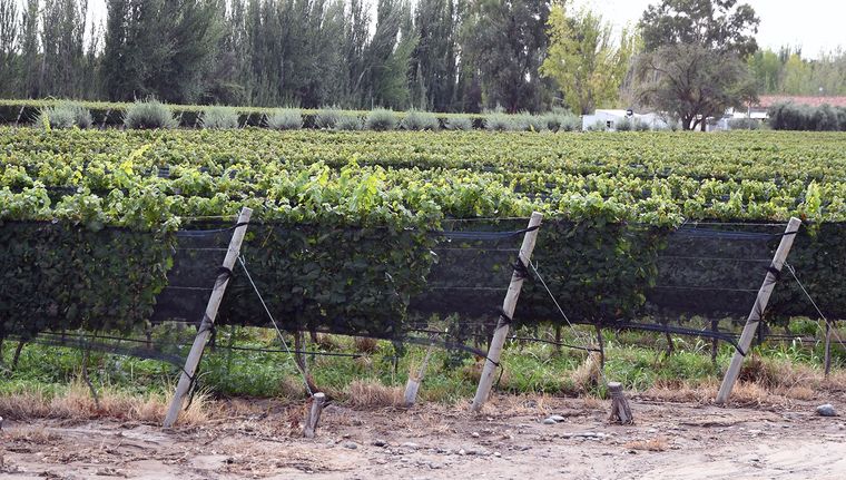 El Malbec es la variedad que eligen la mayoría de los argentinos para deleitarse con buen vino. Foto: ALF PONCE MERCADO / MDZ