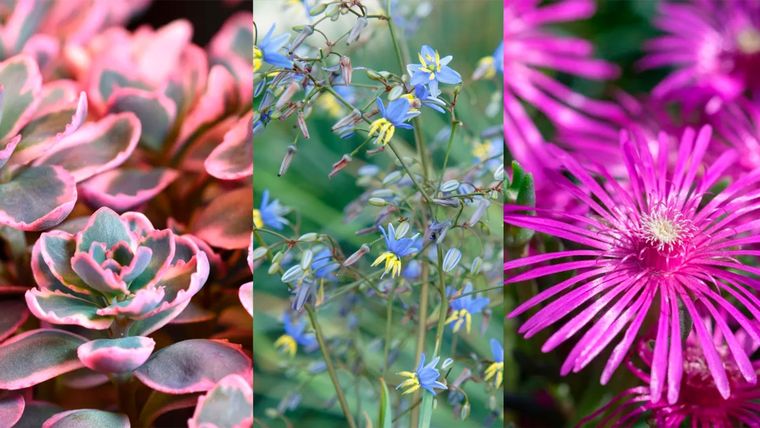 Sedum (izq), Dianella Coolvista (centro) y Delosperma cooperi (der). Foto: Gentileza Alamy, Sunset Plant Collection y P Tomlins.