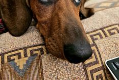 Con estos consejos los perros no se sentirán tristes cuando estén solos en la casa Foto: Rodrigo Carrizo