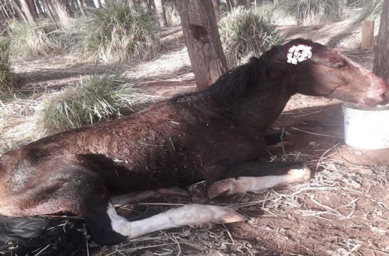 Una imagen del pobre caballo.