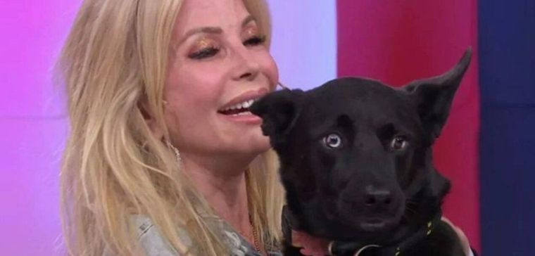 El perro de Alfano, en problemas