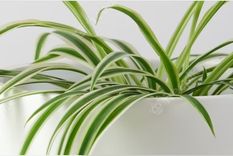 La planta araña se adapta muy bien al interior del hogar. Foto: Freepik