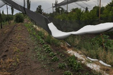 MDZol | Foto: Mediamza.com