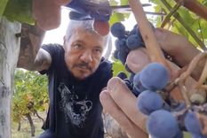 Marcelo Tinelli cosechando. Foto: @nachogaffuri Foto: Telam Marcelo Tinelli cosechando. Foto: @nachogaffuri Foto: Telam