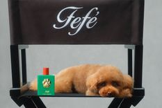 La nueva fragancia exclusiva dedicada a perros Foto: Dolce&Gabbana