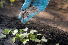 Las cenizas debe colocarse en forma de anillo alrededor de la planta para mayor efectividad. Foto: Shutterstock