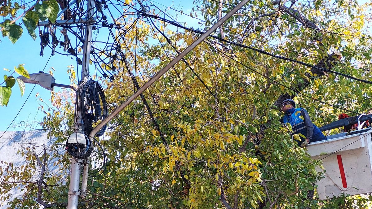 Entró en vigencia la nueva ley de arbolado público: qué cambia y cuáles son los puntos clave