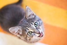 de no creer: una mujer fallecio despues de ser lamida por su gato