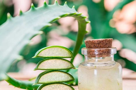 Aloe vera: el secreto natural para una piel libre de arrugas y manchas Foto: Shutterstock