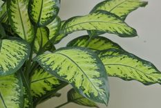 No te pierdas de disfrutar de la belleza de esta planta y conoce todo sobre sus cuidados.