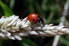 La vaquita de San Antonio es uno de los insectos más queridos por grandes y chicos Foto: Shutterstock