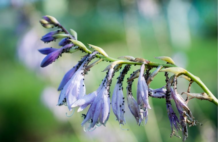 El jabón blanco funciona como un insecticida casero contra los pulgones. El jabón blanco funciona como un insecticida casero contra los pulgones.