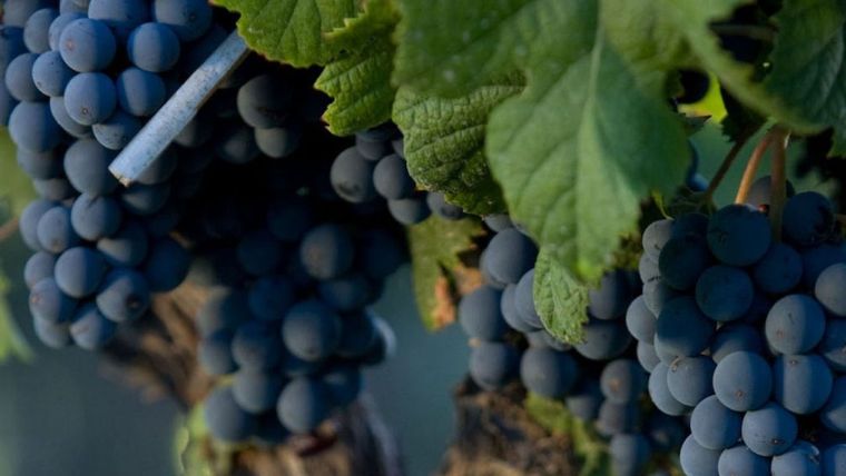 La nueva estrella argentina: el Cabernet Franc.