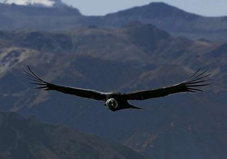 El cóndor andino es el ave voladora más grande del planeta. Foto: EFE