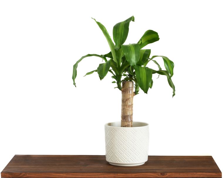 Esta planta no puede faltar en el interior del hogar Foto: Shutterstock