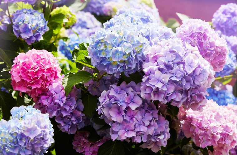 El truco con sulfato ferroso que transforma las hortensias y su color en pocos días